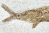 Lower Turonian Fossil Fish - Goulmima, Morocco #76401-2